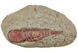 Soft-Bodied Fossil Aglaspid (Tremaglaspis) - Fezouata Formation #233429-1